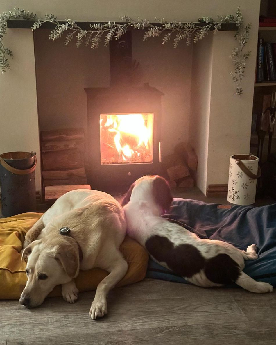 Dogs Buddy and Roman in front of a woodburner