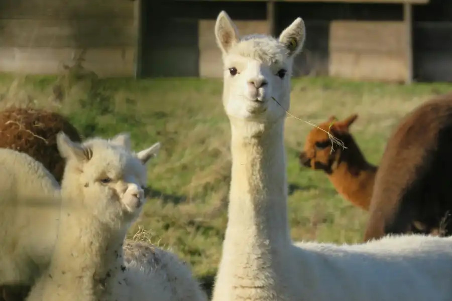 Brown alpaca in a field