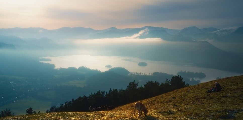 large_dog-latrigg-keswick