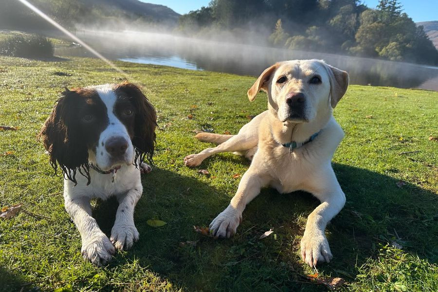 Dogs Buddy and Roman lying on the grass in front of Derwentwater