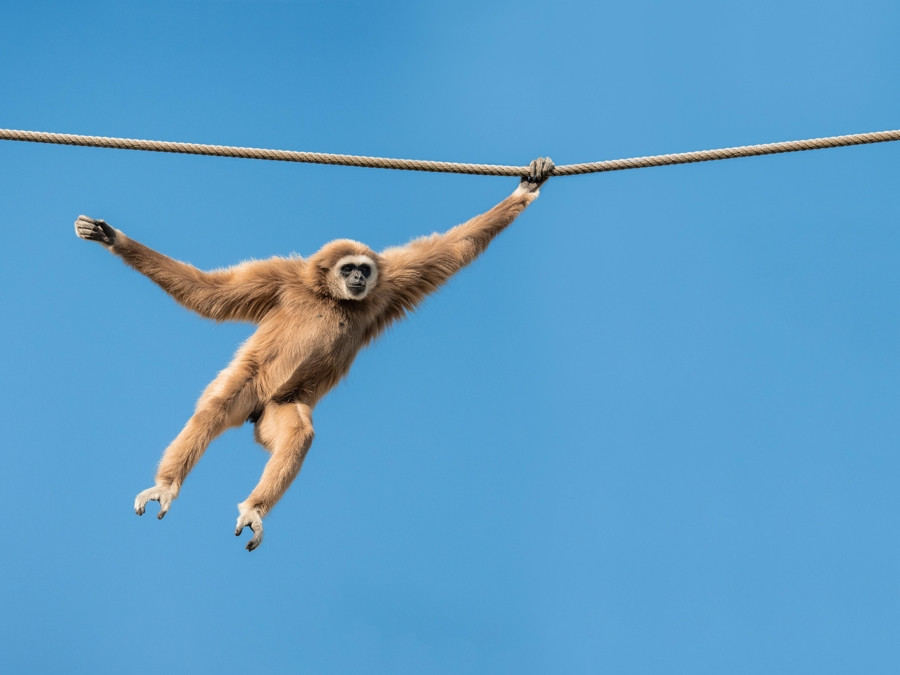 gibbon-swinging-rop_20241010-134932_1